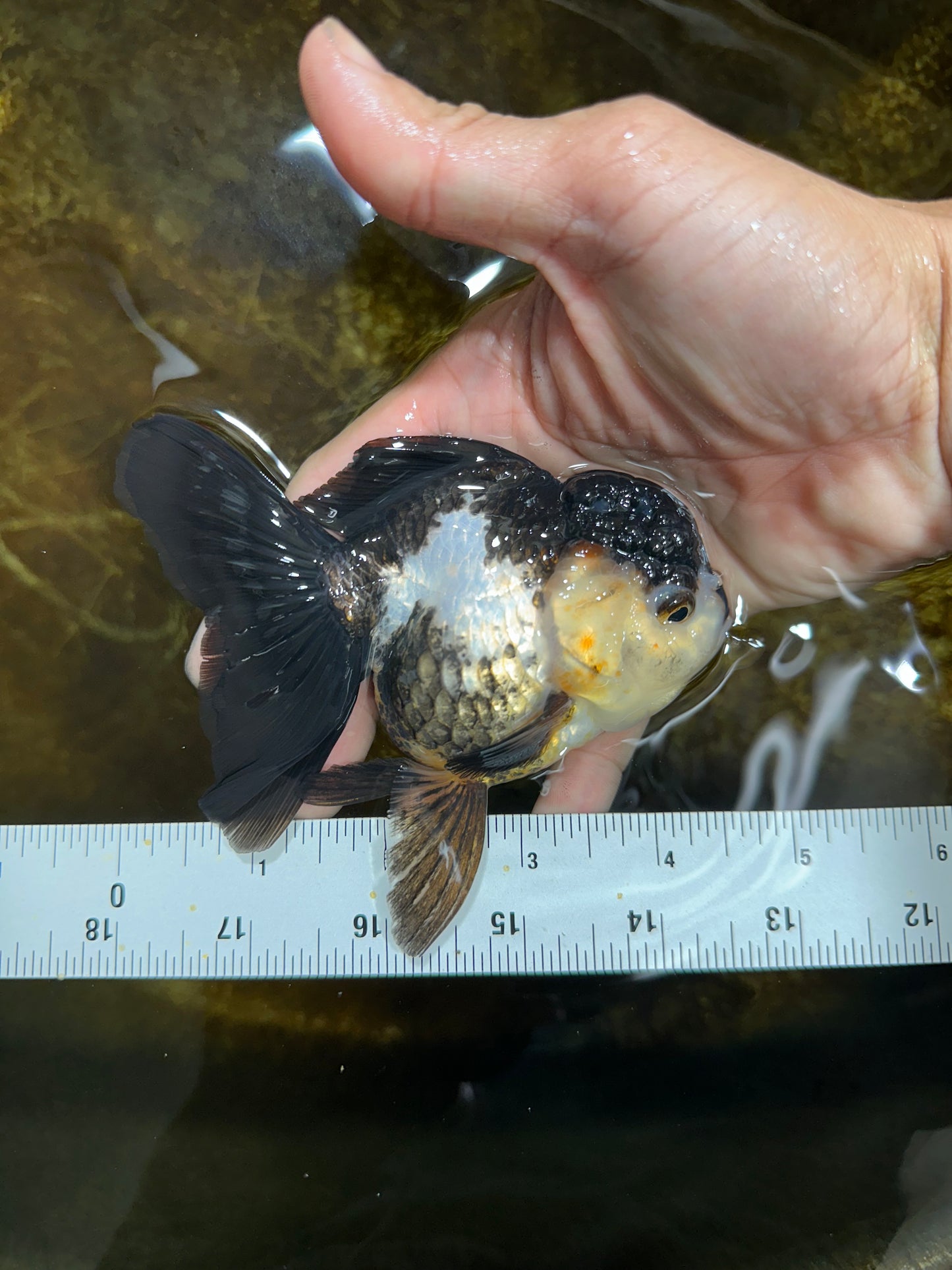 [SINGLE] Panda Oranda Female 4.5 inches #082225SO_12