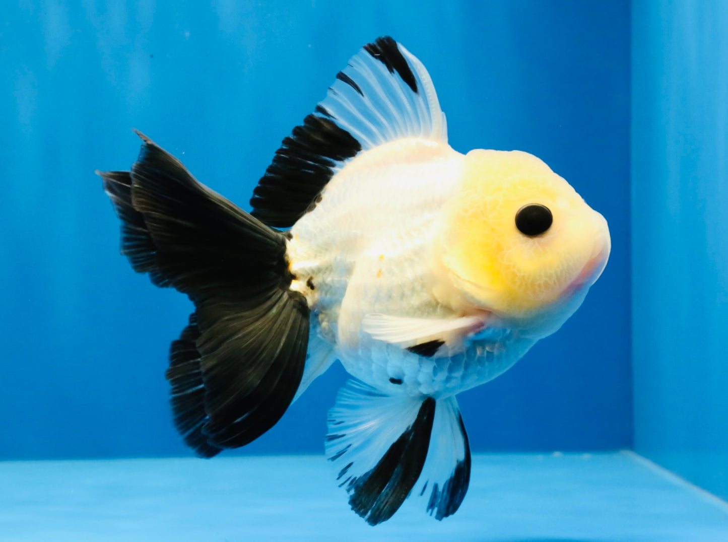 [SINGLE] Panda Button Eyes Oranda Male 4.5 inches #031326SO_10