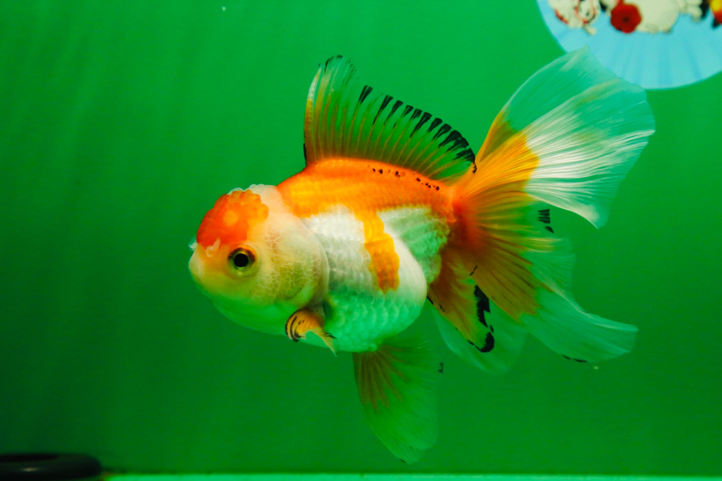 [SINGLE] Orange White Oranda Female 5 inches #081525SO_08