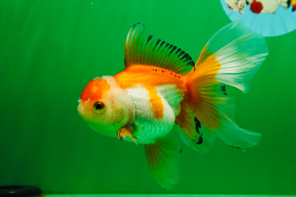 [SINGLE] Orange White Oranda Female 5 inches #081525SO_08