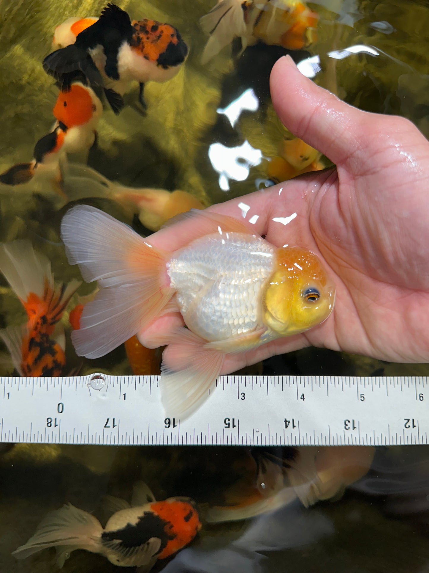 [QUAD] Mix Color All Male Oranda 4.5 inches #051625QO_08
