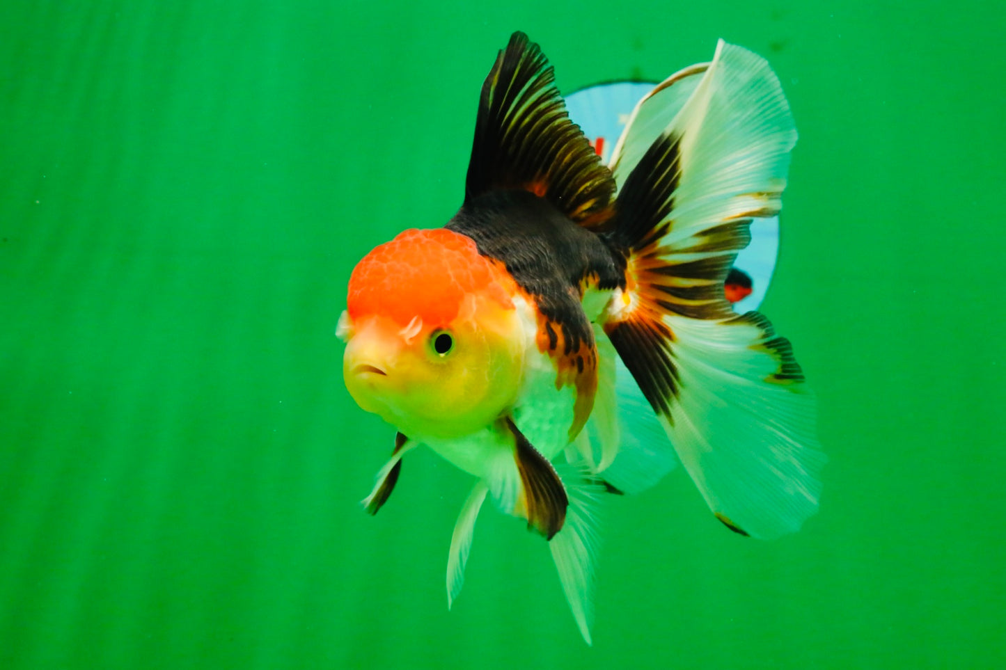 [SINGLE] Tricolor Male 5 inches #103125SO_05