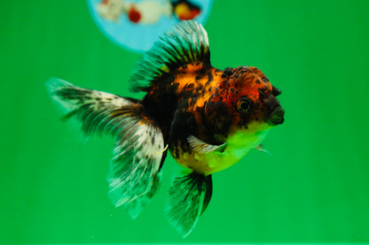 [SINGLE] Tiger Oranda Female 4.5 inches #090525SO_01