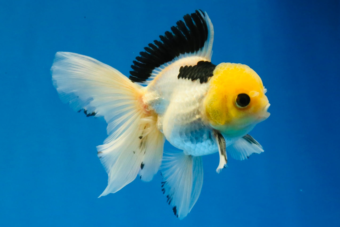 [SINGLE] Panda Oranda Male 4.5 inches #030626SO_03