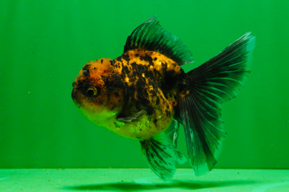 [SINGLE] Tiger Female 4.5 inches #101725SO_02