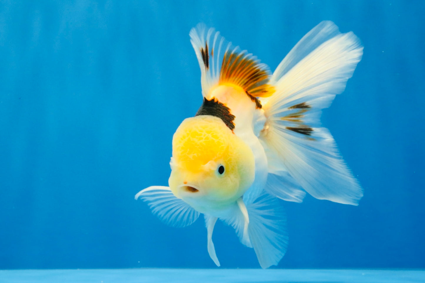 [SINGLE] Tricolor Oranda Male 4.5 inches #032026SO_07