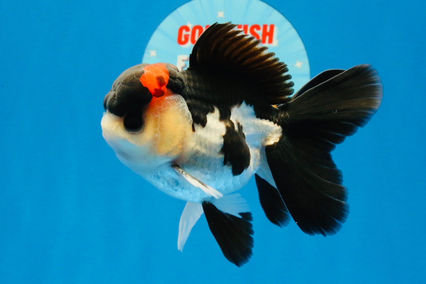 [SINGLE] Tricolor Bottom Eyes Oranda Male 4-4.5 inches #022726SO_07