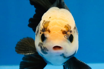 [SINGLE] Panda Button Eyes Oranda Male 4 inches #030626SO_06