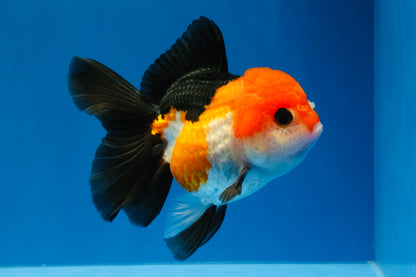 [SINGLE] Tricolor Oranda Female 4-4.5 inches #030626SO_09