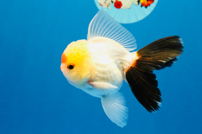 [SINGLE] Tricolor Oranda Male 4 inches #040326SO_07