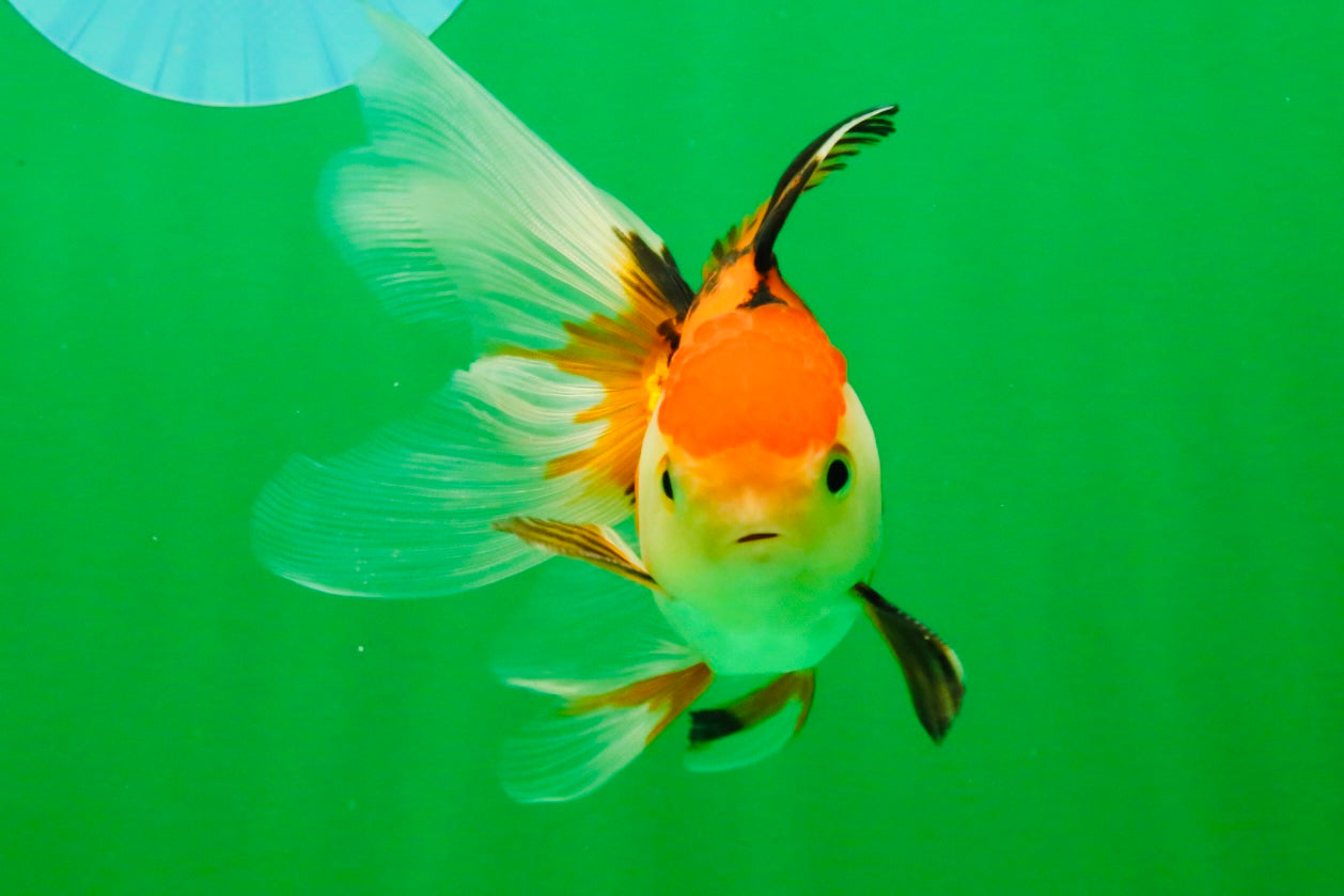[SINGLE] Tricolor Oranda Male 4-4.5 inches #111425SO_03