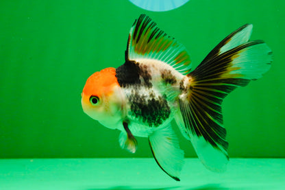 [SINGLE] Tricolor Oranda Male 4-4.5 inches #111425SO_02