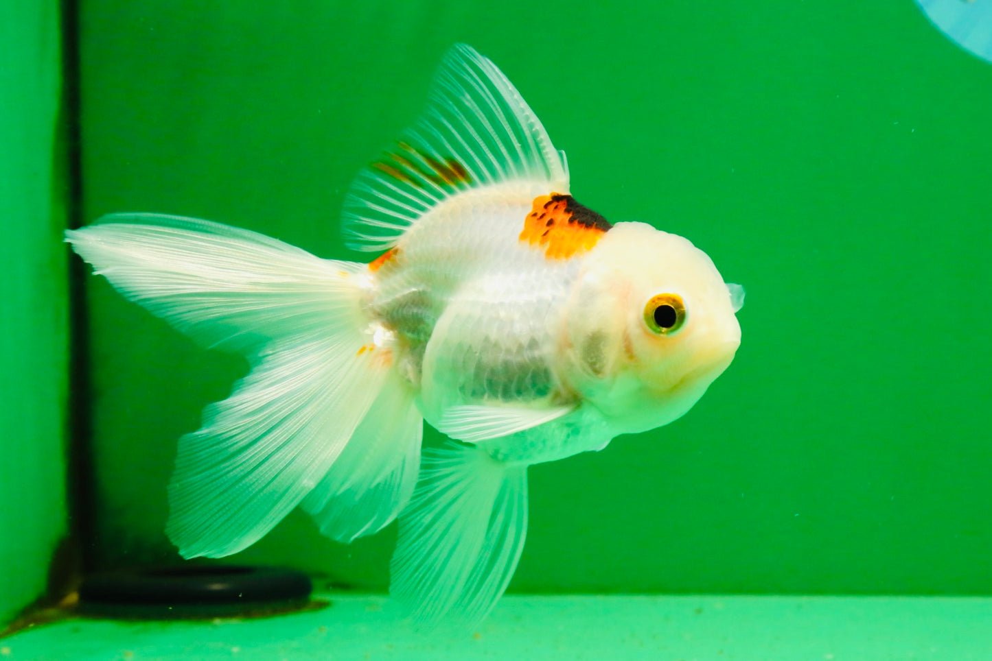 [SINGLE] Tricolor Oranda Female 4.5 inches #112125SO_05