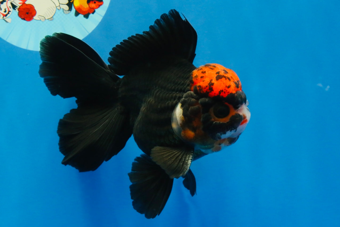 [SINGLE] Tricolor Oranda Male 4.5 inches #022726SO_06