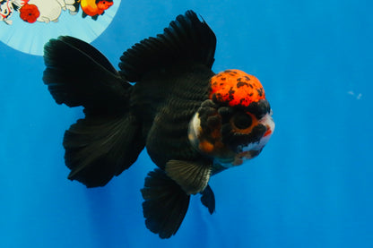 [SINGLE] Tricolor Oranda Male 4.5 inches #022726SO_06