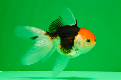 [SINGLE] Tricolor Oranda Female 4-4.5 inches #111425SO_04