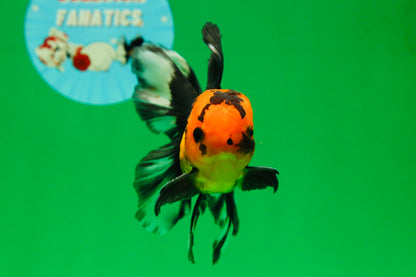 [SINGLE] Apache Button Eyes Male Oranda 4.5 inches #080125SO_04