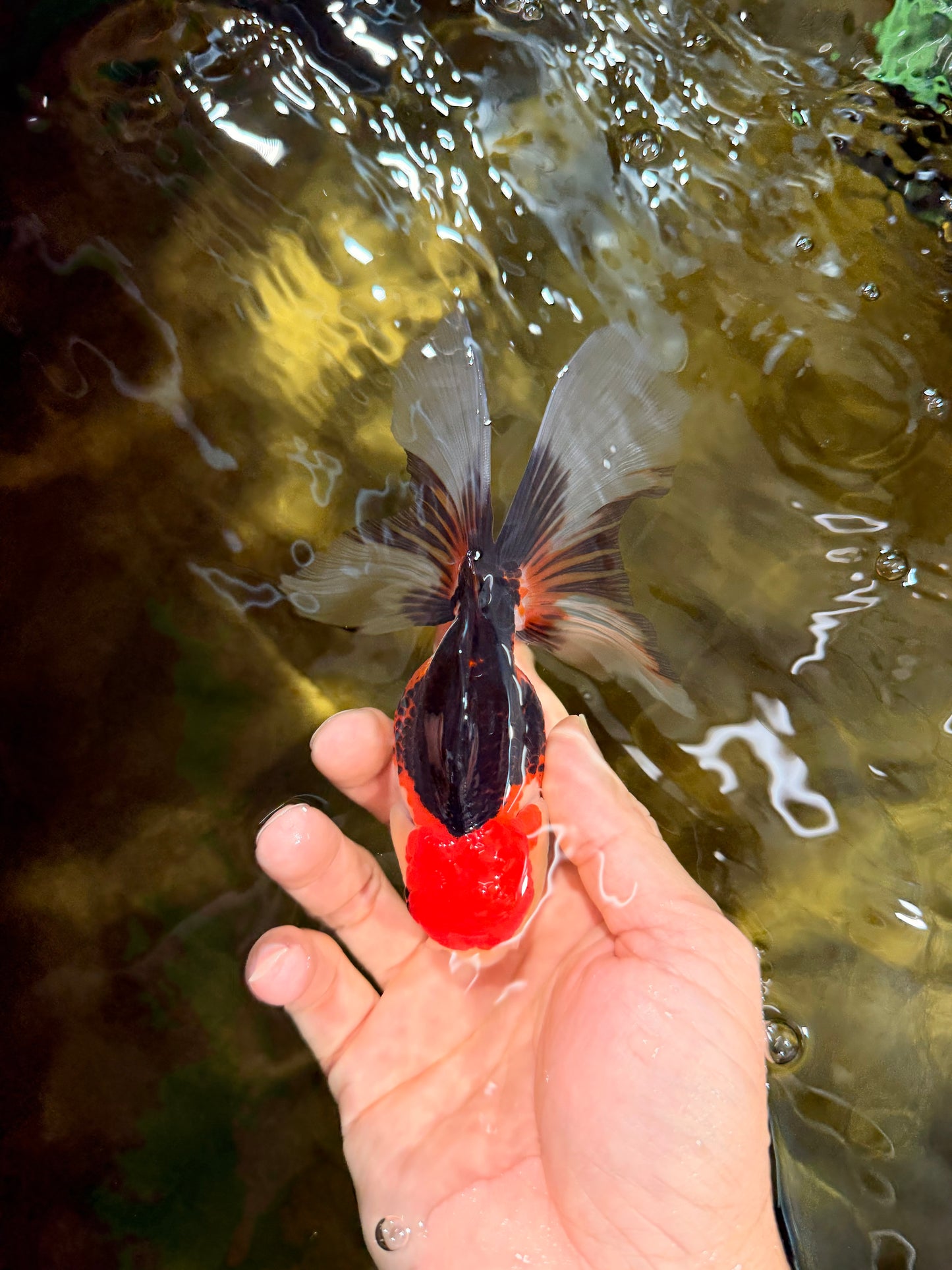 [SINGLE] Tricolor Male 5 inches #103125SO_05