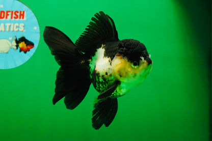 [SINGLE] Panda Oranda Female 4.5 inches #082225SO_12