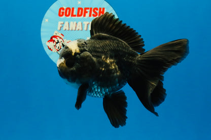 [SINGLE] Panda Oranda Male 4-4.5 inches #040326SO_06