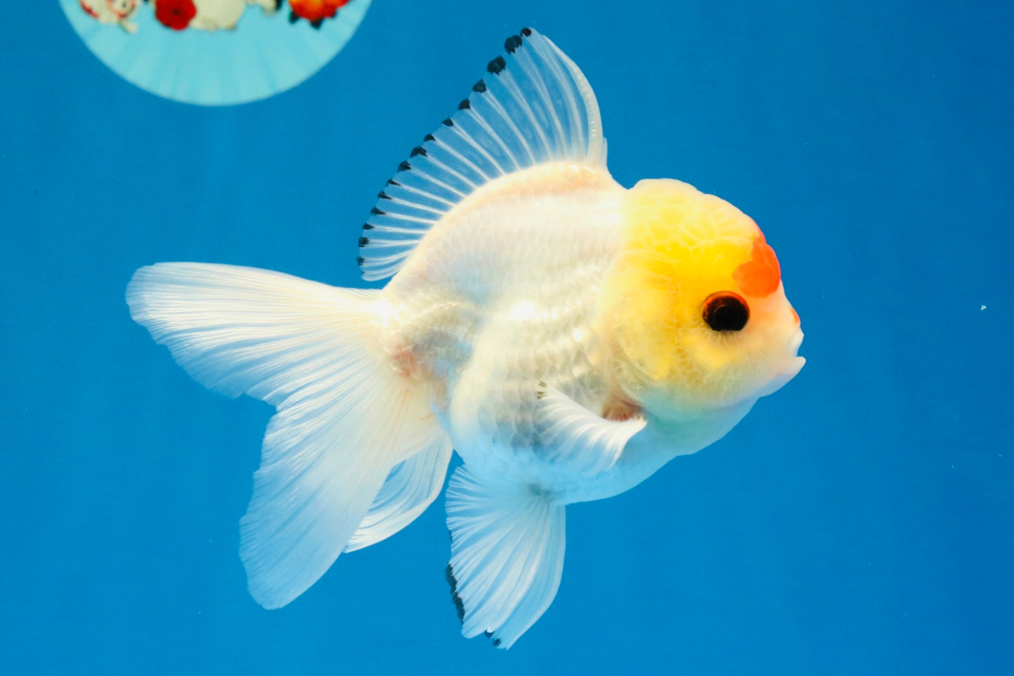 [SINGLE] Red White Oranda Male 4-4.5 inches #041026SO_10