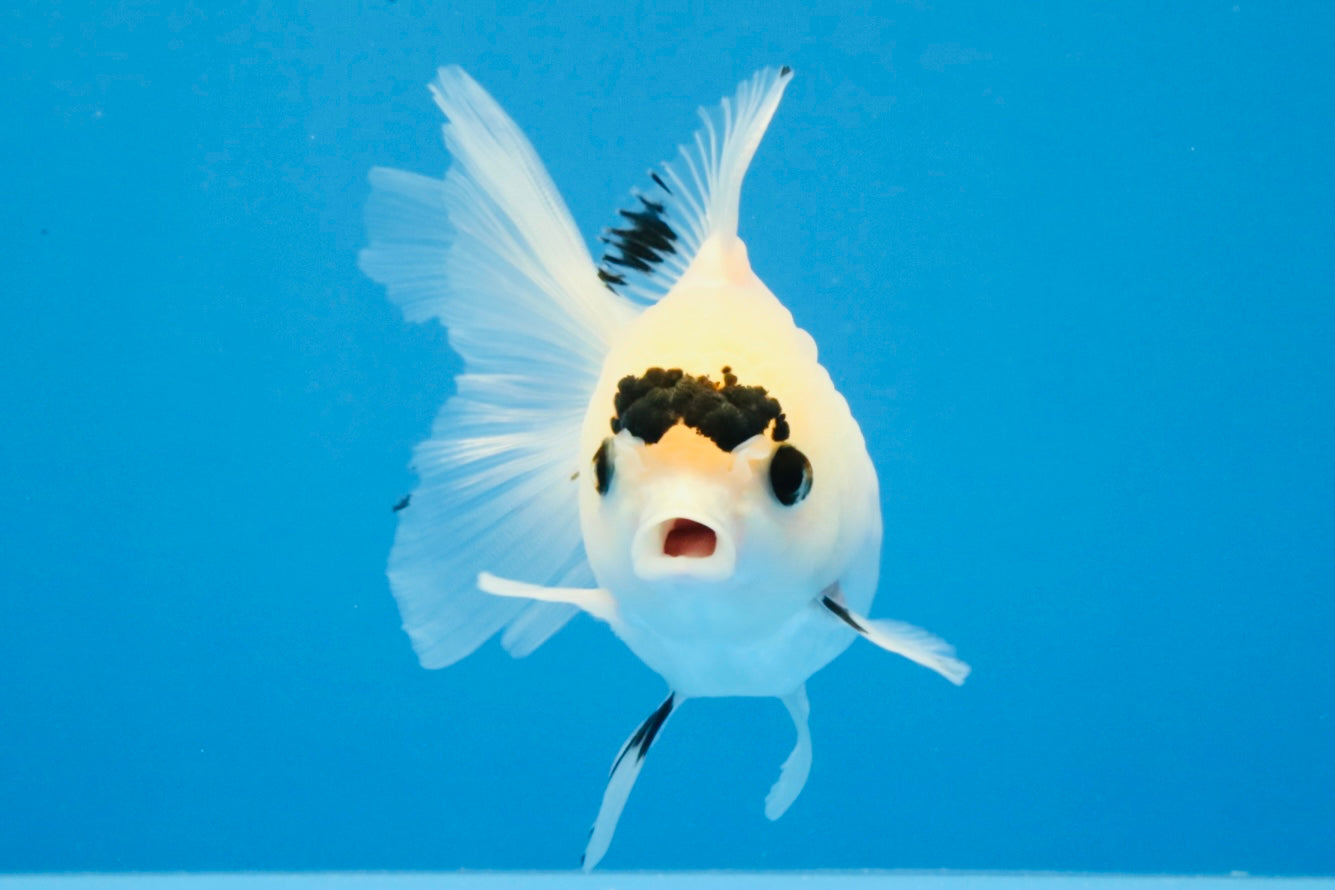 [SINGLE] Panda Button Eyes Oranda Female 4-4.5 inches #031326SO_03