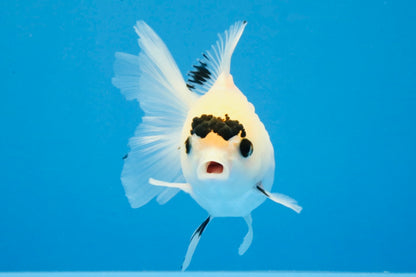 [SINGLE] Panda Button Eyes Oranda Female 4-4.5 inches #031326SO_03