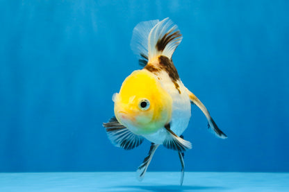 [SINGLE] Tricolor Oranda Male 4.5 inches #041726SO_02