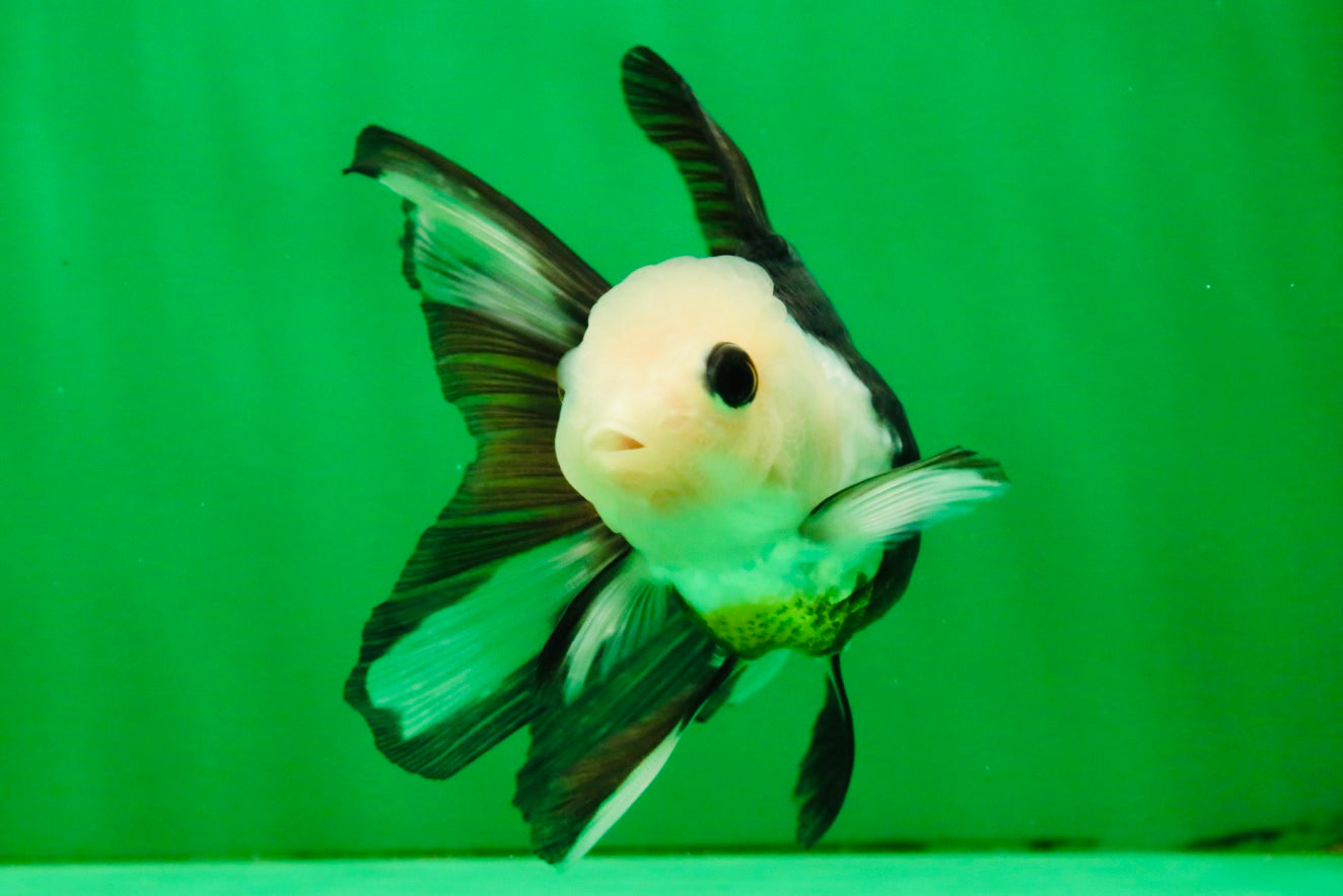 [SINGLE] Panda Button Eyes Oranda Female 4-4.5 inches #111425SO_07