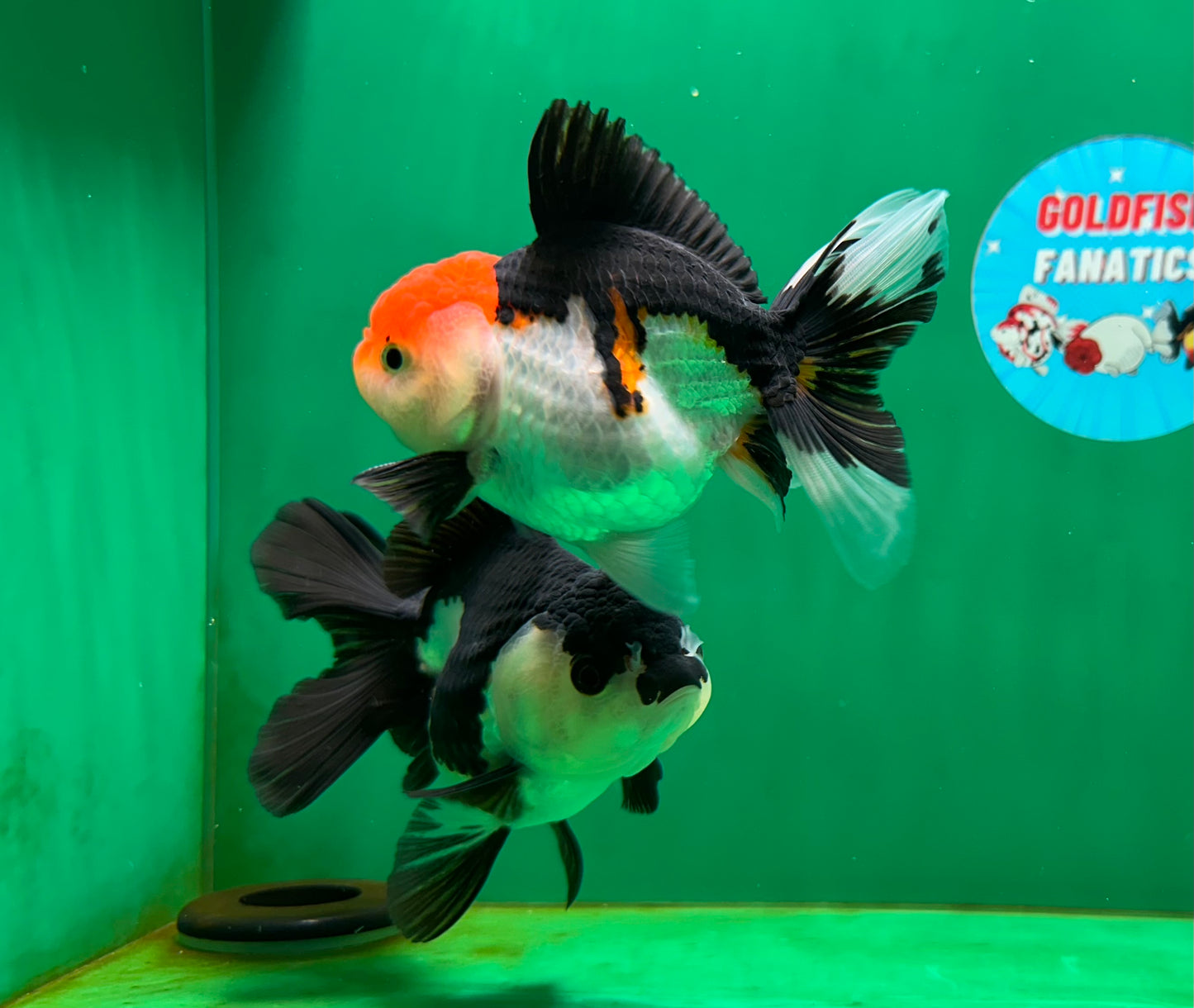 [COUPLE] Tricolor Male & Panda Female Oranda 4.5 inches #052325CO_10