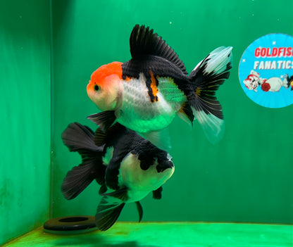 [COUPLE] Tricolor Male & Panda Female Oranda 4.5 inches #052325CO_10