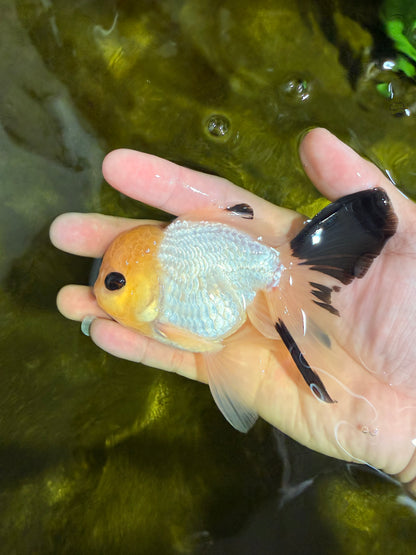 [SINGLE] Lemonhead Bottom Eyes Oranda Male 4.5 inches #022726SO_05