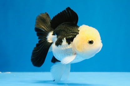 [SINGLE] Panda Oranda Female 4.5 inches #031326SO_02