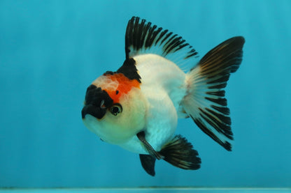 [SINGLE] Tricolor Oranda Male 4 inches #112924SO_10