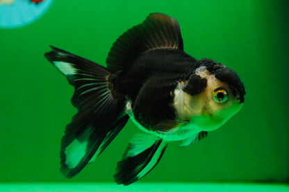 [SINGLE] Panda Oranda Female 4.5 inches #082225SO_10