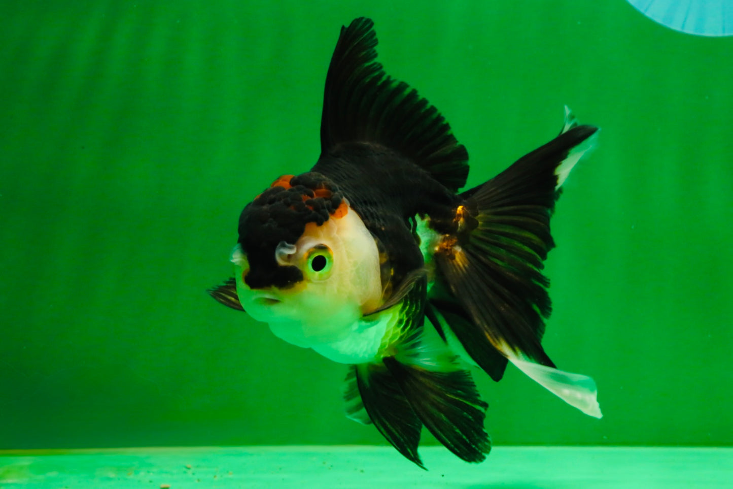 [SINGLE] Tricolor Oranda Female 5 inches #111425SO_05