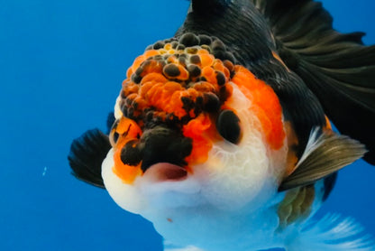 [SINGLE] Red Oranda Female 4.5 inches #032026SO_03