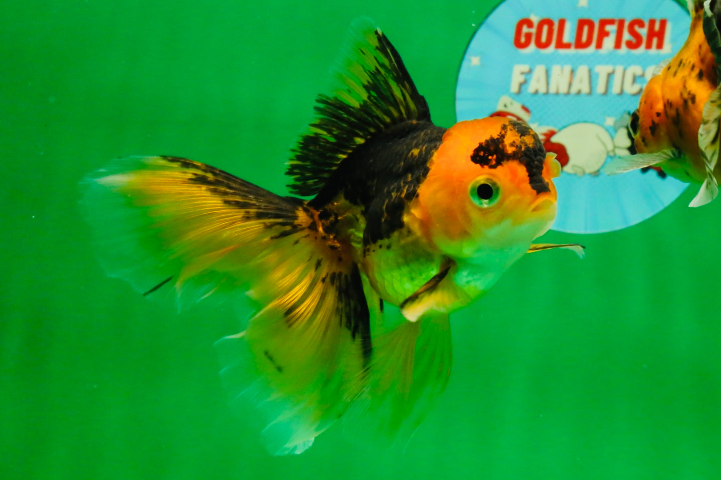 [QUAD] Mixed Color Oranda 3.5-4.5 inches #121925QO_04