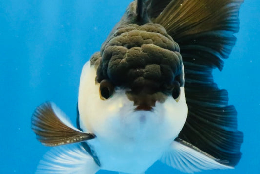 [SINGLE] Panda Oranda Male 4-4.5 inches #031326SO_04