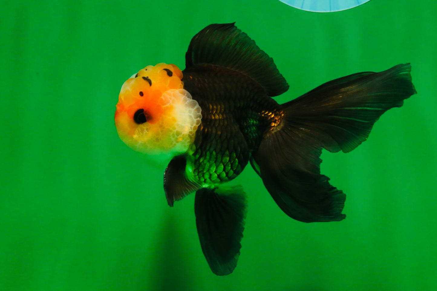 [SINGLE] Tricolor Male Oranda 4.5 inches #101025SO_09
