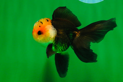 [SINGLE] Tricolor Male Oranda 4.5 inches #101025SO_09