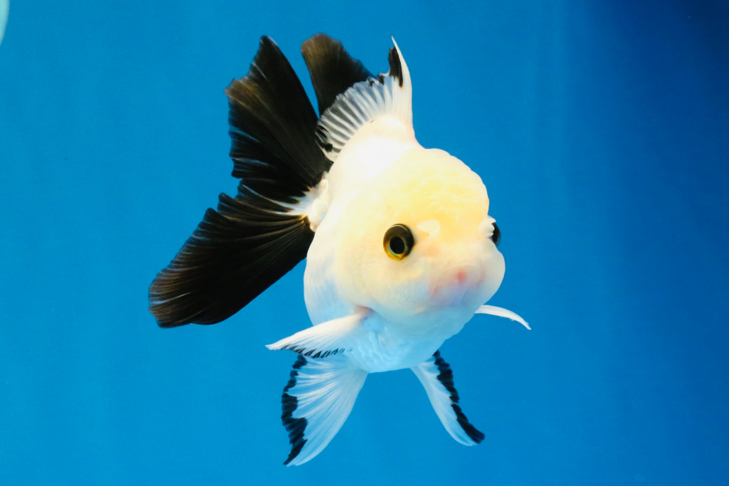 [SINGLE] Panda Oranda Male 4 inches #041026SO_08