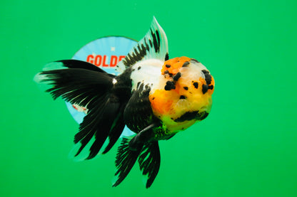 [SINGLE] Tricolor Oranda Male 4.5 inches #082225SO_01