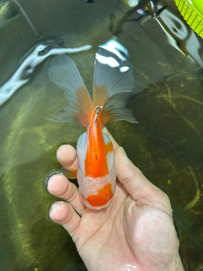 [SINGLE] Orange White Oranda Female 5 inches #081525SO_08
