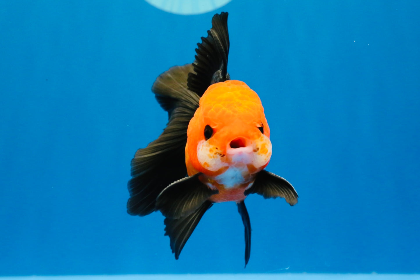 [SINGLE] Apache Oranda Male 4 inches #022726SO_08
