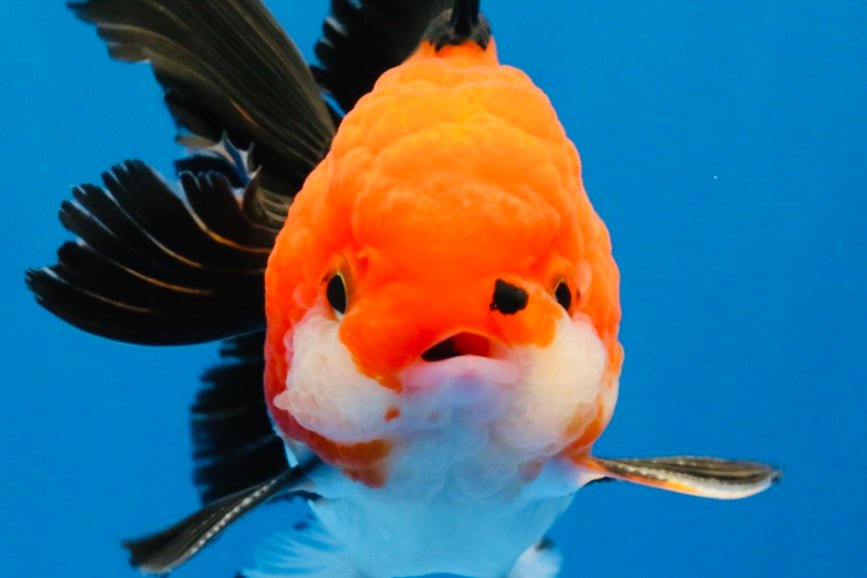 [SINGLE] Tricolor Oranda Male 4-4.5 inches #022726SO_04