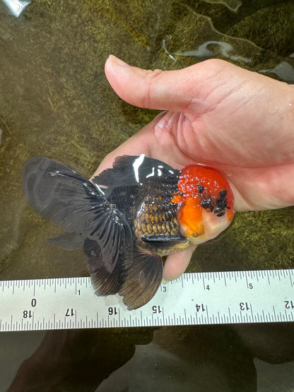 [SINGLE] Tricolor Oranda Male 4-4.5 inches #080825SO_14