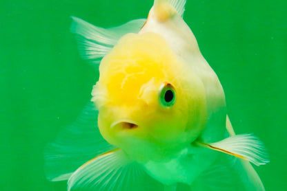 [SINGLE] Tricolor Oranda Female 4.5 inches #111425SO_08