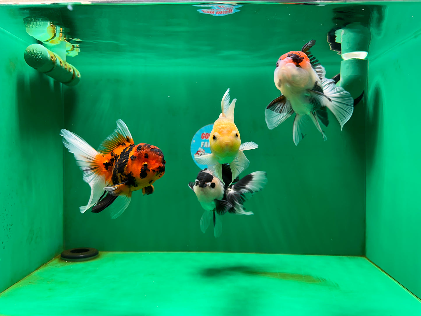 [QUAD] Mix Color All Male Oranda 4.5 inches #051625QO_08