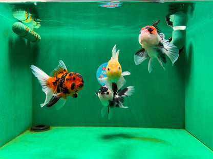 [QUAD] Mix Color All Male Oranda 4.5 inches #051625QO_08